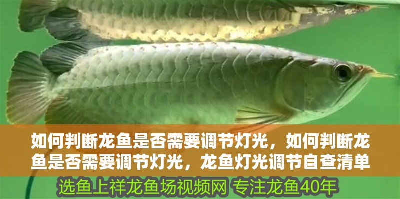 如何判斷龍魚是否需要調節燈光，如何判斷龍魚是否需要調節燈光，龍魚燈光調節自查清單