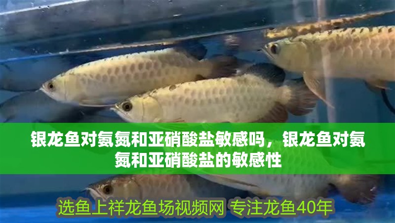 銀龍魚對氨氮和亞硝酸鹽敏感嗎，銀龍魚對氨氮和亞硝酸鹽的敏感性