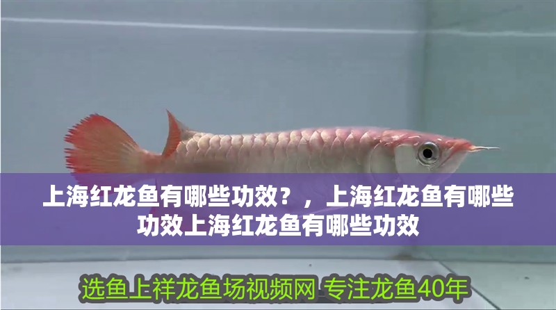 上海紅龍魚有哪些功效？，上海紅龍魚有哪些功效上海紅龍魚有哪些功效
