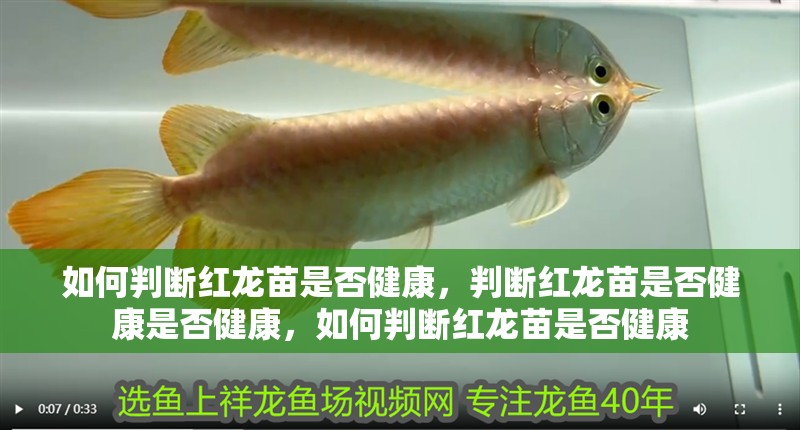 如何判斷紅龍苗是否健康，判斷紅龍苗是否健康是否健康，如何判斷紅龍苗是否健康