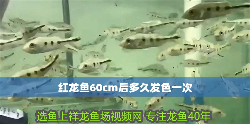 紅龍魚60cm后多久發(fā)色一次