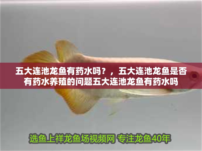 五大連池龍魚有藥水嗎？，五大連池龍魚是否有藥水養殖的問題五大連池龍魚有藥水嗎