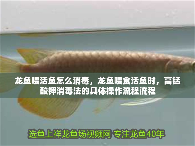龍魚喂活魚怎么消毒，龍魚喂食活魚時，高錳酸鉀消毒法的具體操作流程流程 龍魚喂活魚怎么消毒，龍魚喂食活魚時，高錳酸鉀消毒法的具體操作流程流程 龍魚百科 第2張