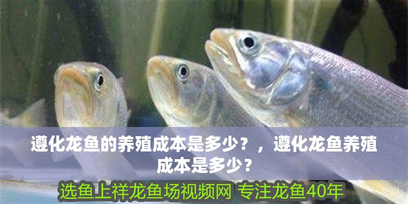 遵化龍魚的養殖成本是多少？，遵化龍魚養殖成本是多少？