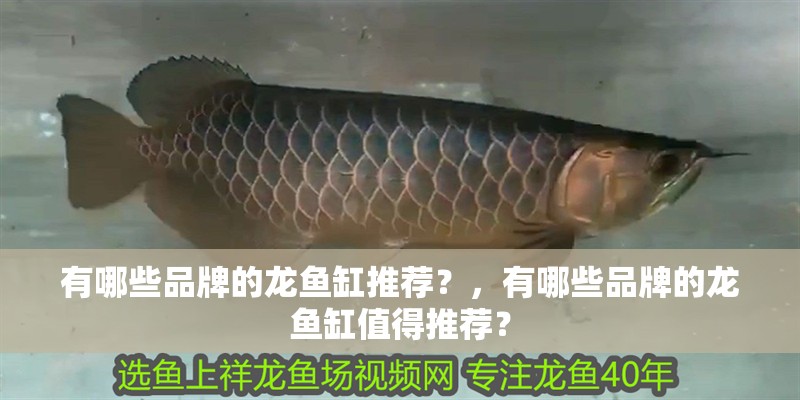 如何判斷龍魚內臟是否受損，如何判斷龍魚內臟受損