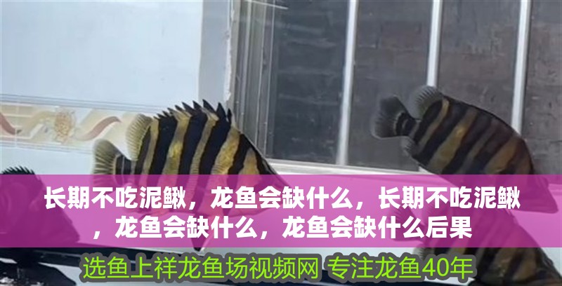 長期不吃泥鰍，龍魚會缺什么，長期不吃泥鰍，龍魚會缺什么，龍魚會缺什么后果