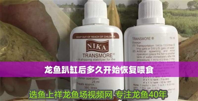 龍魚趴缸后多久開始恢復喂食