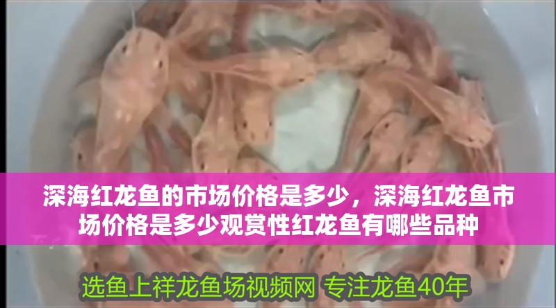深海紅龍魚的市場價(jià)格是多少，深海紅龍魚市場價(jià)格是多少觀賞性紅龍魚有哪些品種