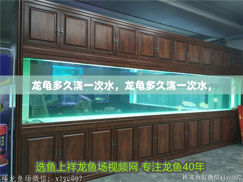 龍龜多久澆一次水，龍龜多久澆一次水，