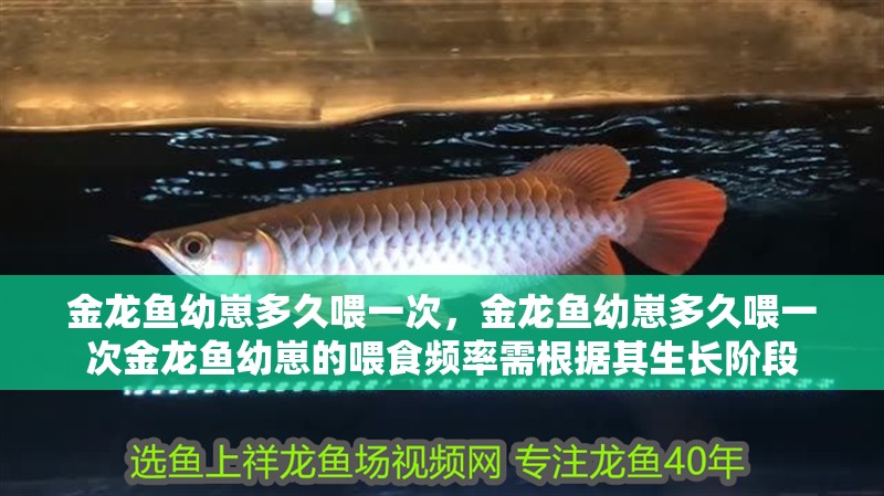 金龍魚幼崽多久喂一次，金龍魚幼崽多久喂一次金龍魚幼崽的喂食頻率需根據(jù)其生長(zhǎng)階段