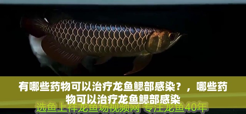 有哪些藥物可以治療龍魚鰓部感染？，哪些藥物可以治療龍魚鰓部感染
