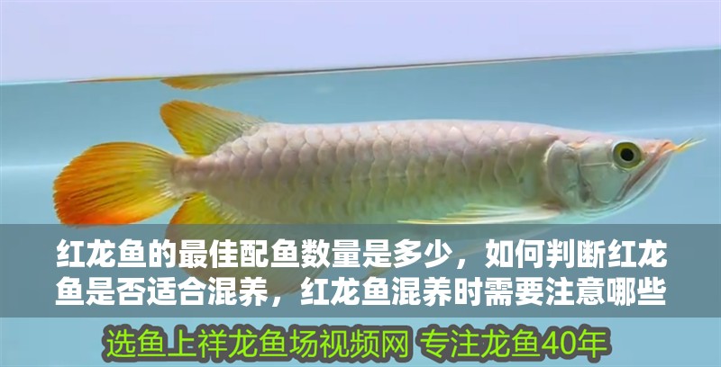 紅龍魚的最佳配魚數量是多少，如何判斷紅龍魚是否適合混養，紅龍魚混養時需要注意哪些事項