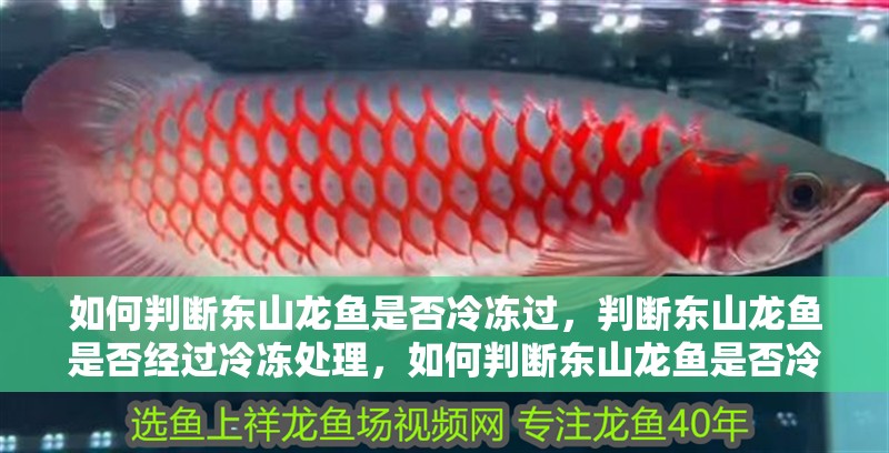 如何判斷東山龍魚是否冷凍過，判斷東山龍魚是否經過冷凍處理，如何判斷東山龍魚是否冷凍過