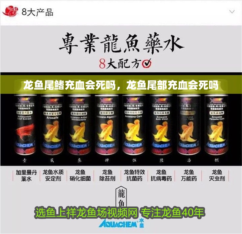 龍魚(yú)尾鰭充血會(huì)死嗎，龍魚(yú)尾部充血會(huì)死嗎