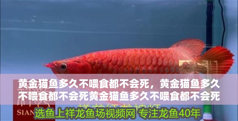 黃金貓魚多久不喂食都不會死，黃金貓魚多久不喂食都不會死黃金貓魚多久不喂食都不會死