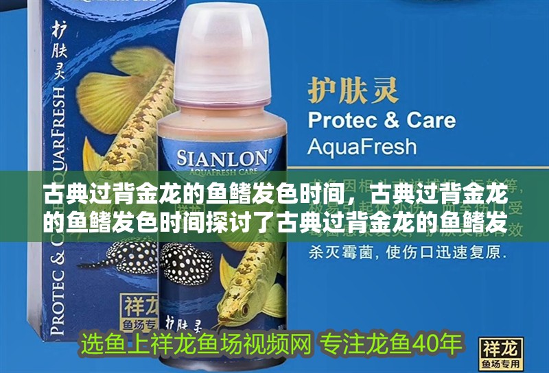 古典過背金龍的魚鰭發色時間，古典過背金龍的魚鰭發色時間探討了古典過背金龍的魚鰭發色時間