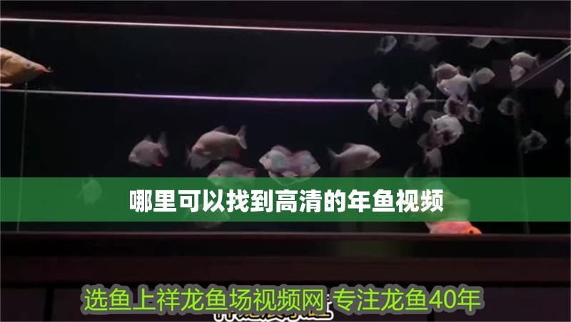 哪里可以找到高清的年魚視頻