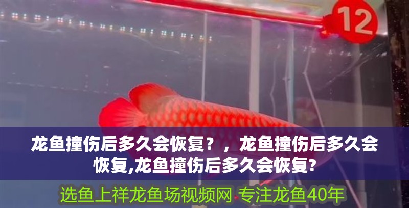 龍魚撞傷后多久會恢復？，龍魚撞傷后多久會恢復,龍魚撞傷后多久會恢復?