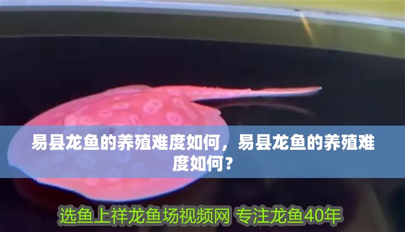 易縣龍魚的養殖難度如何，易縣龍魚的養殖難度如何？
