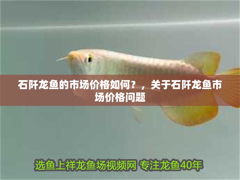 石阡龍魚的市場價格如何？，關于石阡龍魚市場價格問題