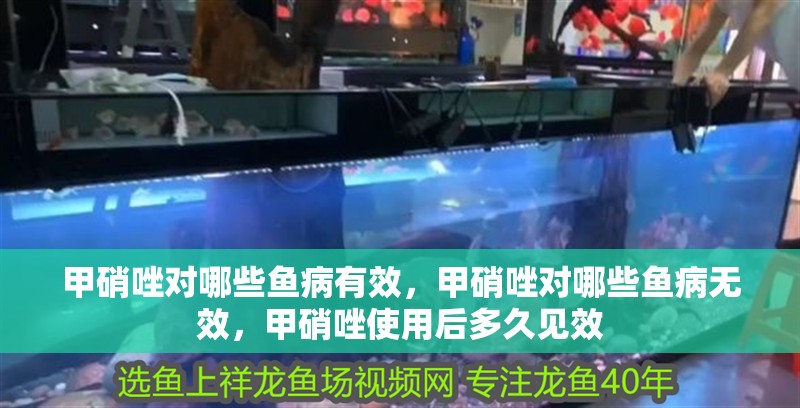 甲硝唑對哪些魚病有效，甲硝唑對哪些魚病無效，甲硝唑使用后多久見效