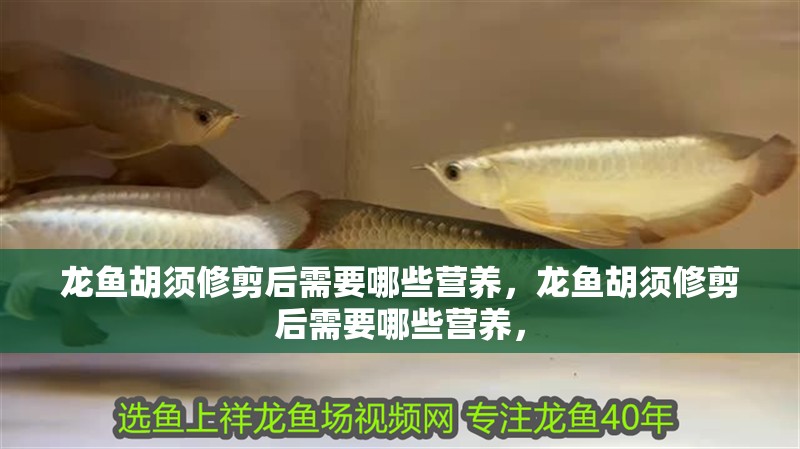 龍魚胡須修剪后需要哪些營養，龍魚胡須修剪后需要哪些營養，