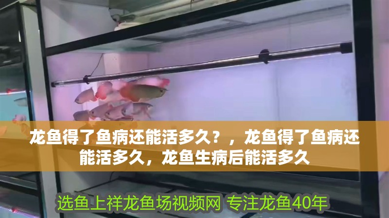 龍魚得了魚病還能活多久？，龍魚得了魚病還能活多久，龍魚生病后能活多久