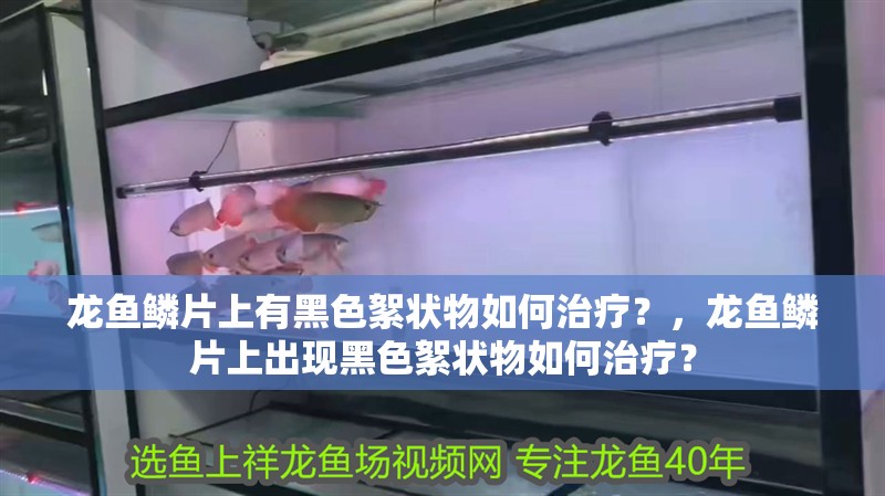 龍魚鱗片上有黑色絮狀物如何治療？，龍魚鱗片上出現(xiàn)黑色絮狀物如何治療？
