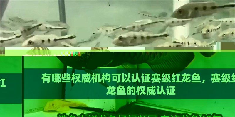 有哪些權威機構可以認證賽級紅龍魚，賽級紅龍魚的權威認證