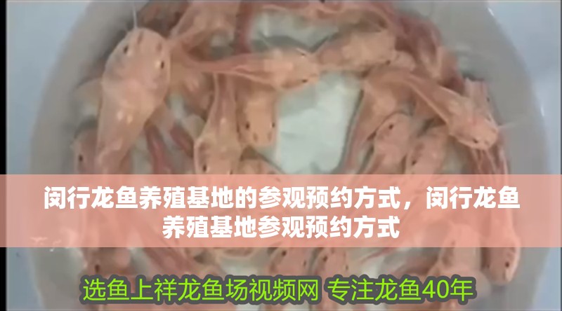 閔行龍魚養(yǎng)殖基地的參觀預約方式，閔行龍魚養(yǎng)殖基地參觀預約方式