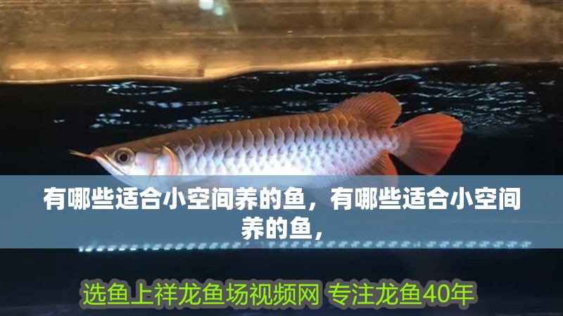 有哪些適合小空間養(yǎng)的魚，有哪些適合小空間養(yǎng)的魚，