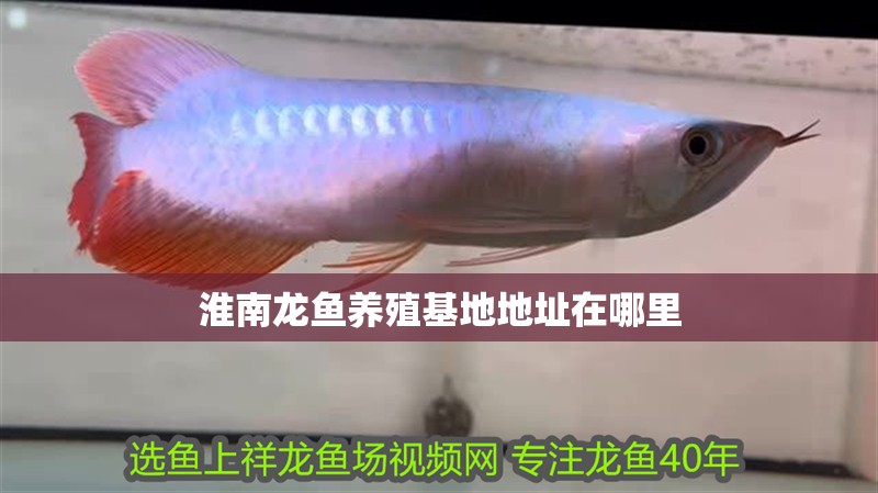 淮南龍魚養(yǎng)殖基地地址在哪里