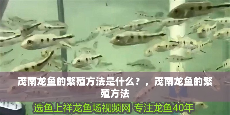 茂南龍魚的繁殖方法是什么？，茂南龍魚的繁殖方法
