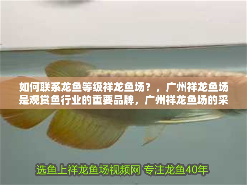 如何聯(lián)系龍魚等級祥龍魚場？，廣州祥龍魚場是觀賞魚行業(yè)的重要品牌，廣州祥龍魚場的采購指南