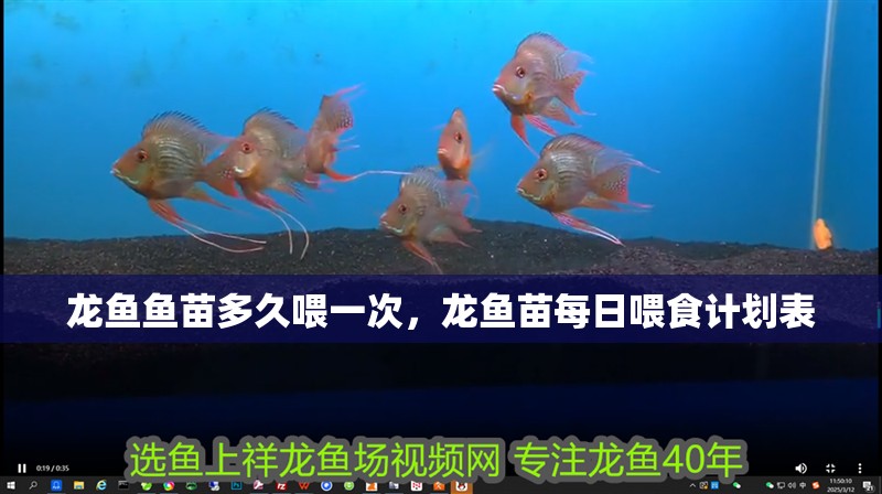 龍魚魚苗多久喂一次，龍魚苗每日喂食計劃表