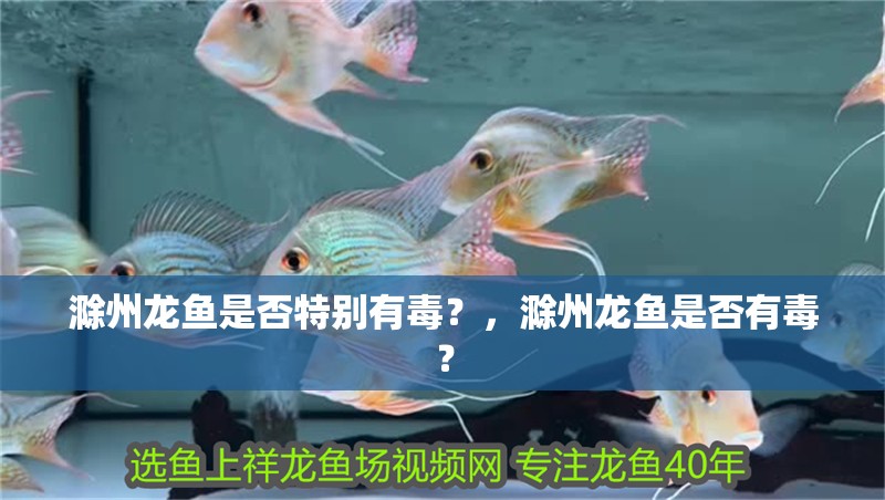 滁州龍魚是否特別有毒？，滁州龍魚是否有毒？