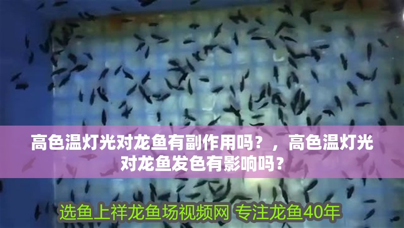 高色溫燈光對龍魚有副作用嗎？，高色溫燈光對龍魚發色有影響嗎？