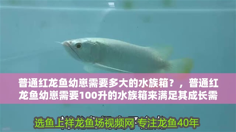 普通紅龍魚幼崽需要多大的水族箱？，普通紅龍魚幼崽需要100升的水族箱來滿足其成長需求