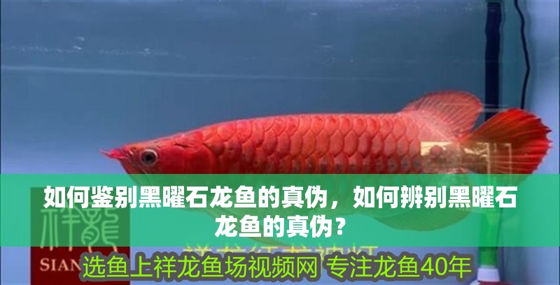 如何鑒別黑曜石龍魚的真偽，如何辨別黑曜石龍魚的真偽？