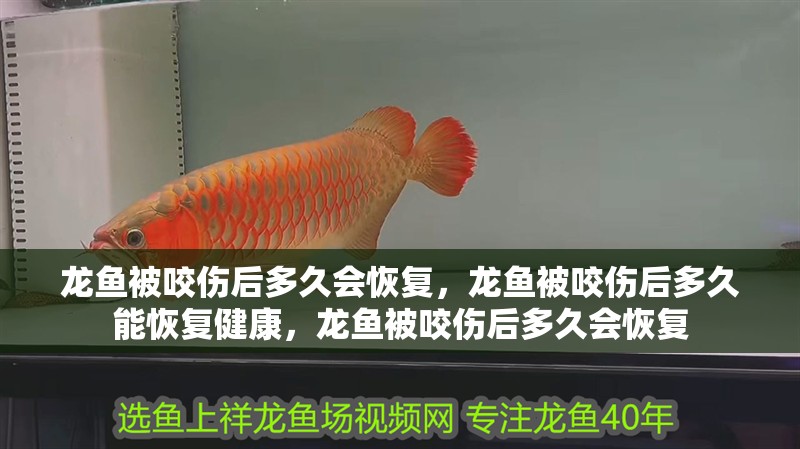 龍魚被咬傷后多久會恢復，龍魚被咬傷后多久能恢復健康，龍魚被咬傷后多久會恢復