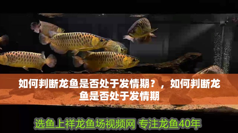 如何判斷龍魚是否處于發情期？，如何判斷龍魚是否處于發情期