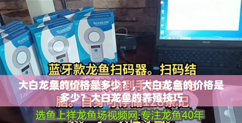 大白龍魚的價(jià)格是多少？，大白龍魚的價(jià)格是多少？大白龍魚的養(yǎng)殖技巧