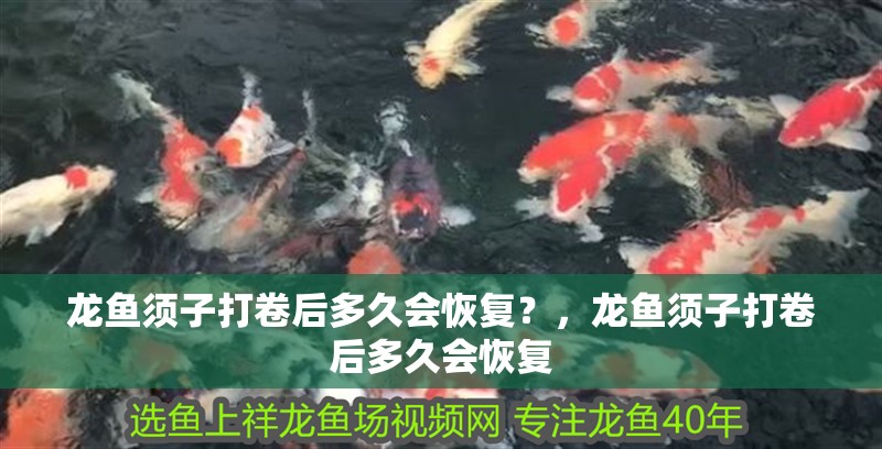 龍魚須子打卷后多久會恢復？，龍魚須子打卷后多久會恢復