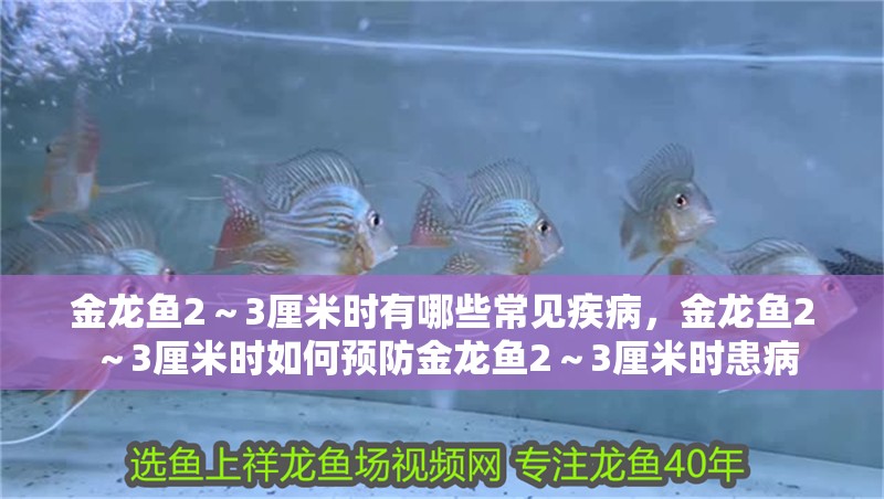 金龍魚2～3厘米時有哪些常見疾病，金龍魚2～3厘米時如何預防金龍魚2～3厘米時患病