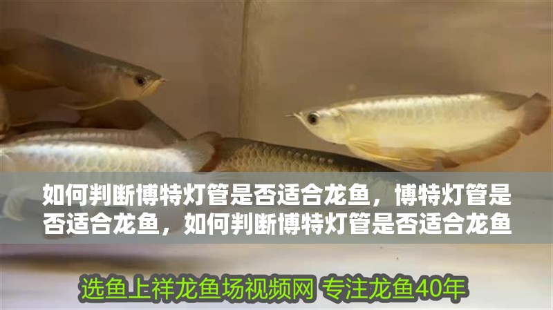 如何判斷博特燈管是否適合龍魚，博特燈管是否適合龍魚，如何判斷博特燈管是否適合龍魚