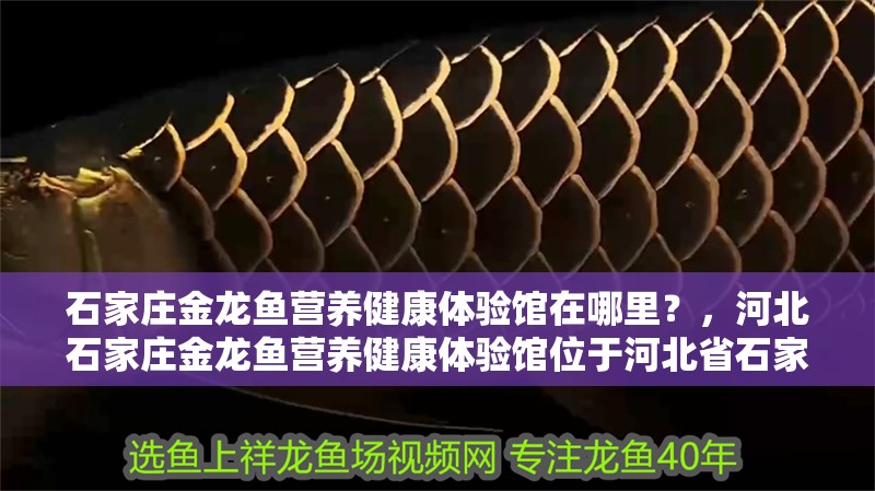 石家莊金龍魚營養(yǎng)健康體驗(yàn)館在哪里？，河北石家莊金龍魚營養(yǎng)健康體驗(yàn)館位于河北省石家莊市