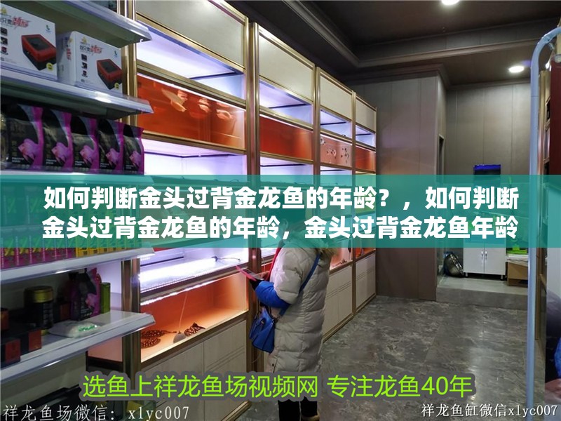 如何判斷金頭過背金龍魚的年齡？，如何判斷金頭過背金龍魚的年齡，金頭過背金龍魚年齡