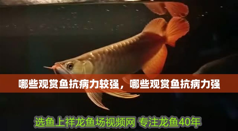 哪些觀賞魚抗病力較強，哪些觀賞魚抗病力強