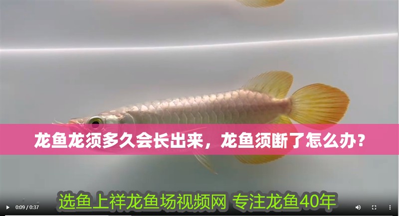 龍魚龍須多久會長出來，龍魚須斷了怎么辦？