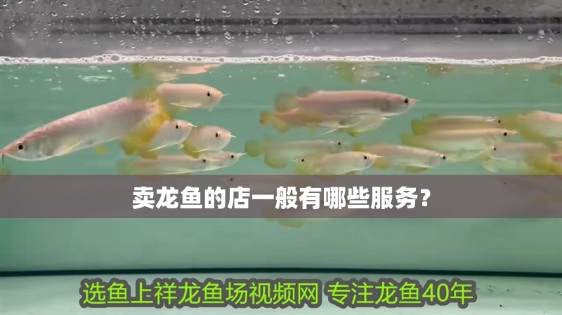 賣龍魚的店一般有哪些服務？